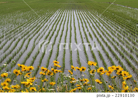 田植え後の水田 22910130