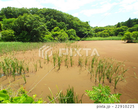 沼の富栄養化でアカウキクサが繁茂しています 22910225