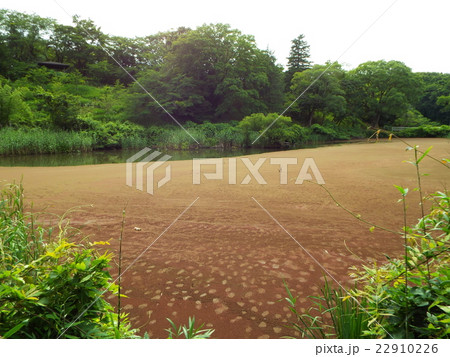 沼の富栄養化でアカウキクサが繁茂しています 22910226