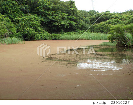 沼の富栄養化でアカウキクサが繁茂しています 22910227