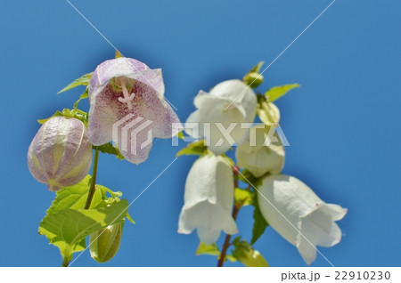 ホタルブクロと青空　　　 22910230