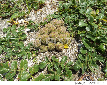 東京湾のハマボウフウ 東京湾のハマボウフウ 22910593