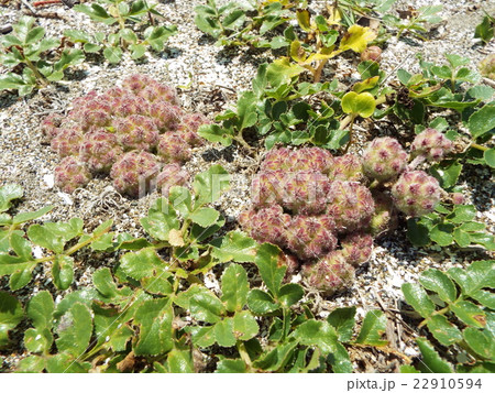 東京湾のハマボウフウ 東京湾のハマボウフウ 22910594