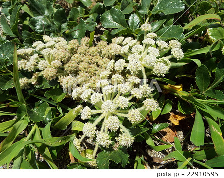 東京湾のハマボウフウ 東京湾のハマボウフウ 22910595