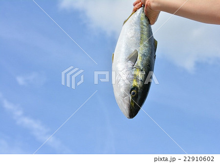 イナダ手掴みイメージ、青空 22910602