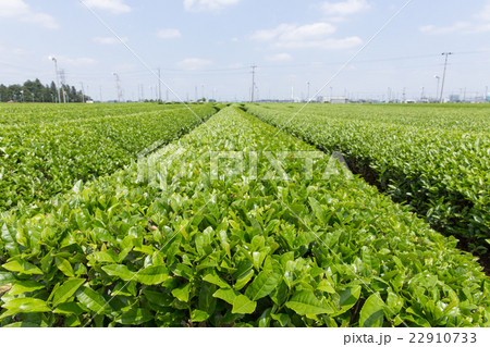 茶畑(埼玉県狭山丘陵) 茶畑(埼玉県狭山丘陵) 22910733