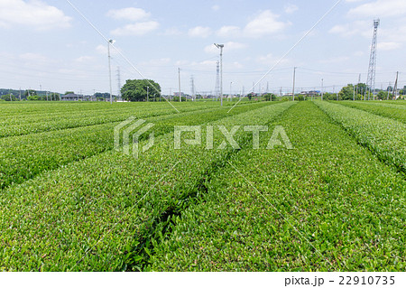 茶畑(埼玉県狭山丘陵) 茶畑(埼玉県狭山丘陵) 22910735