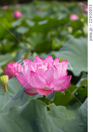 蓮の花 22910853