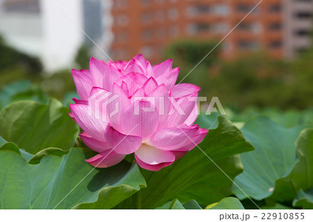 蓮の花 22910855