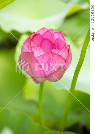 蓮の花 22910856