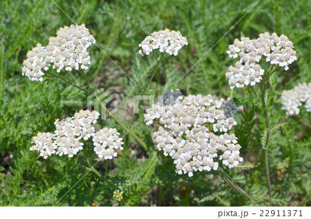 セイョウノコギリソウ セイョウノコギリソウ 22911371