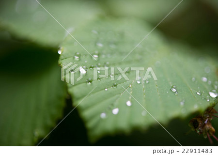 水滴のついた葉っぱ 梅雨 水滴のついた葉っぱ 梅雨 22911483