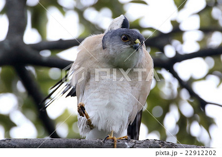 ツミの雄 ツミの雄 22912202