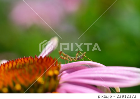 カマキリの幼虫とムラサキバレンギク 22912372