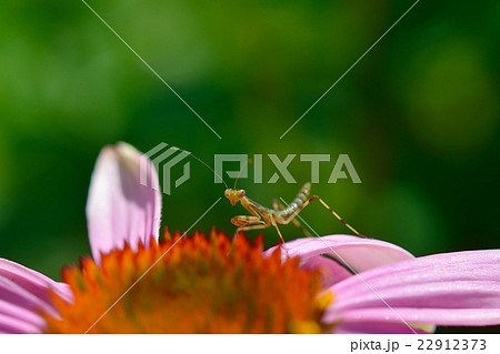 カマキリの幼虫とムラサキバレンギク 22912373