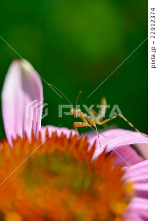 カマキリの幼虫とムラサキバレンギク 22912374