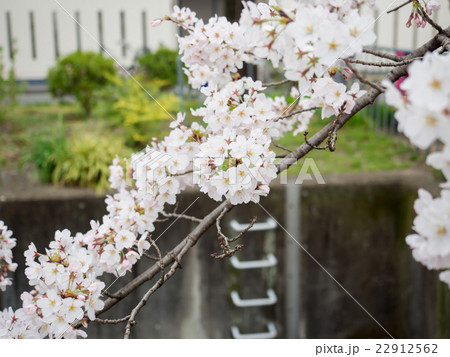 Cherry blossom branches cover on the cana 22912562