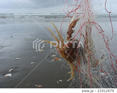 カニ　ヒラツメガニ 22912679