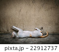 Poor homeless cat sleep on the concrete floor 22912737