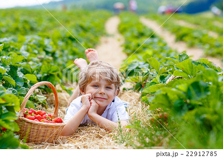 Little kid boy picking strawberries on farm Little kid boy picking strawberries on farm 22912785