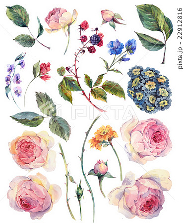 Set vintage watercolor elements of English roses  22912816
