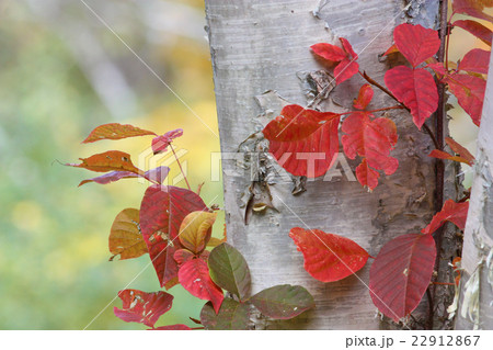 色付くツタウルシ 22912867