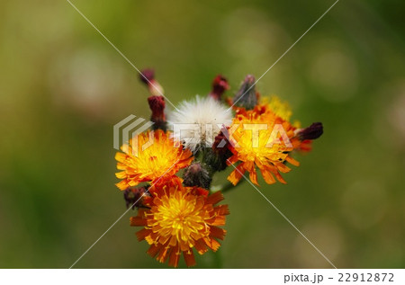 コウリンタンポポ 22912872