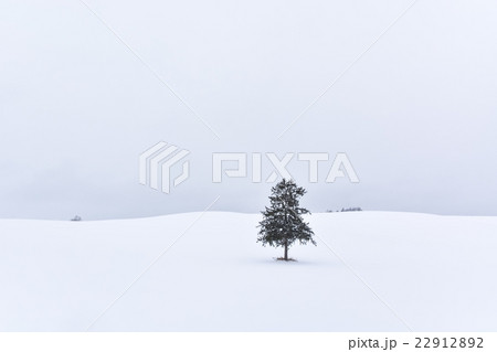 美瑛・冬 (144) 22912892