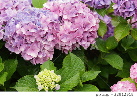 梅雨とあじさい 梅雨とあじさい 22912919