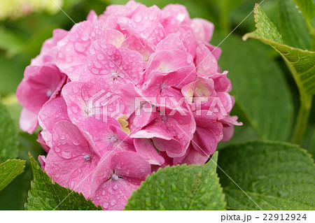 梅雨とあじさい 梅雨とあじさい 22912924