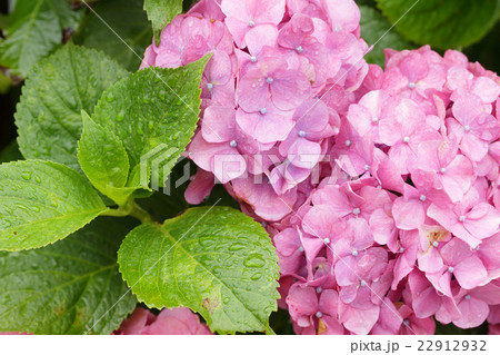 梅雨とあじさい 梅雨とあじさい 22912932