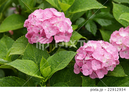 梅雨とあじさい 22912934