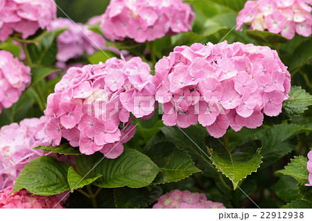 梅雨とあじさい 22912938
