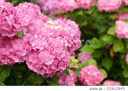 梅雨とあじさい 22912945