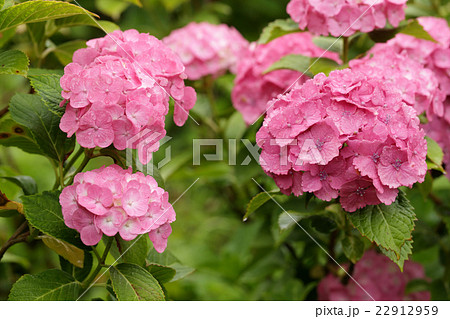 梅雨とあじさい 22912959