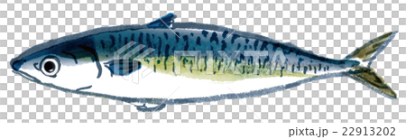 mackerel 22913202