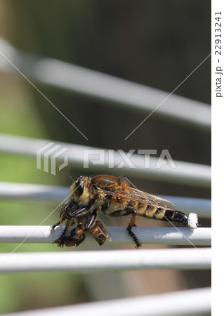 ミツバチを捕食するシオヤアブ０４ 22913241