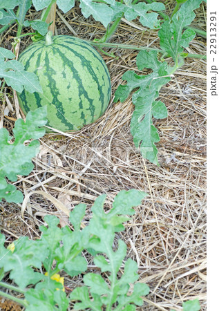 畑で成長中のスイカ 畑で成長中のスイカ 22913291