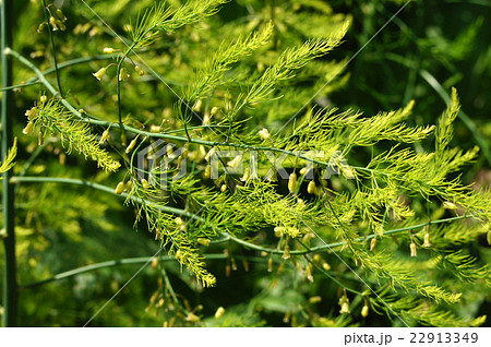 アスパラガスの花 22913349
