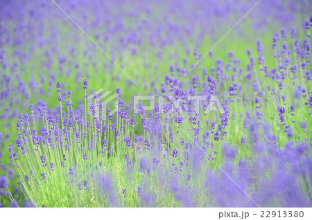 初夏の花 ラベンダー 初夏の花 ラベンダー 22913380