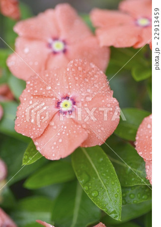 ニチニチソウ ニチニチソウ 22913459