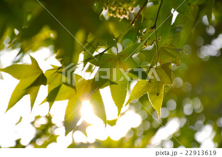 台湾 新北 新北市 22913619