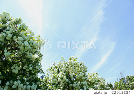 ビバーナム・スノーボール 22913884