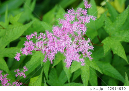 京鹿の子 京鹿の子 22914050