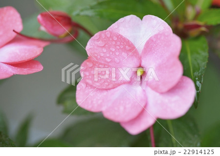 アフリカホウセンカ インパチェンス の花の写真素材