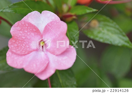 アフリカホウセンカ インパチェンス の花の写真素材 22914126 Pixta