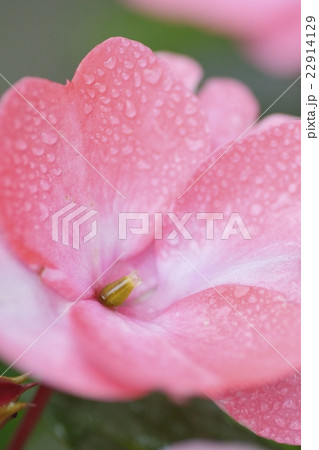 アフリカホウセンカ（インパチェンス）の花 22914129