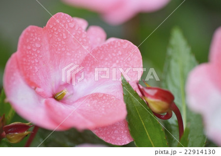 アフリカホウセンカ(インパチェンス)の花 アフリカホウセンカ(インパチェンス)の花 22914130