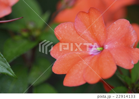 アフリカホウセンカ インパチェンス の花の写真素材