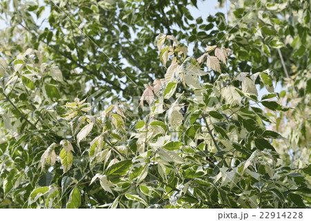 ネグンドカエデ・フラミンゴ 22914228